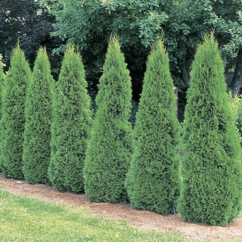 5 Emerald Green Arborvitae Tree Starter Plant Thuga Privacy Tree Bare Root Landscape Evergreen