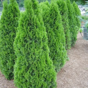 5 Emerald Green Arborvitae Tree Starter Plant Thuga Privacy Tree Bare Root Landscape Evergreen