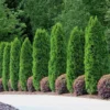 10 Emerald Green Arborvitae Tree Starter Plant Thuga Privacy Tree Bare Root Landscape Evergreen