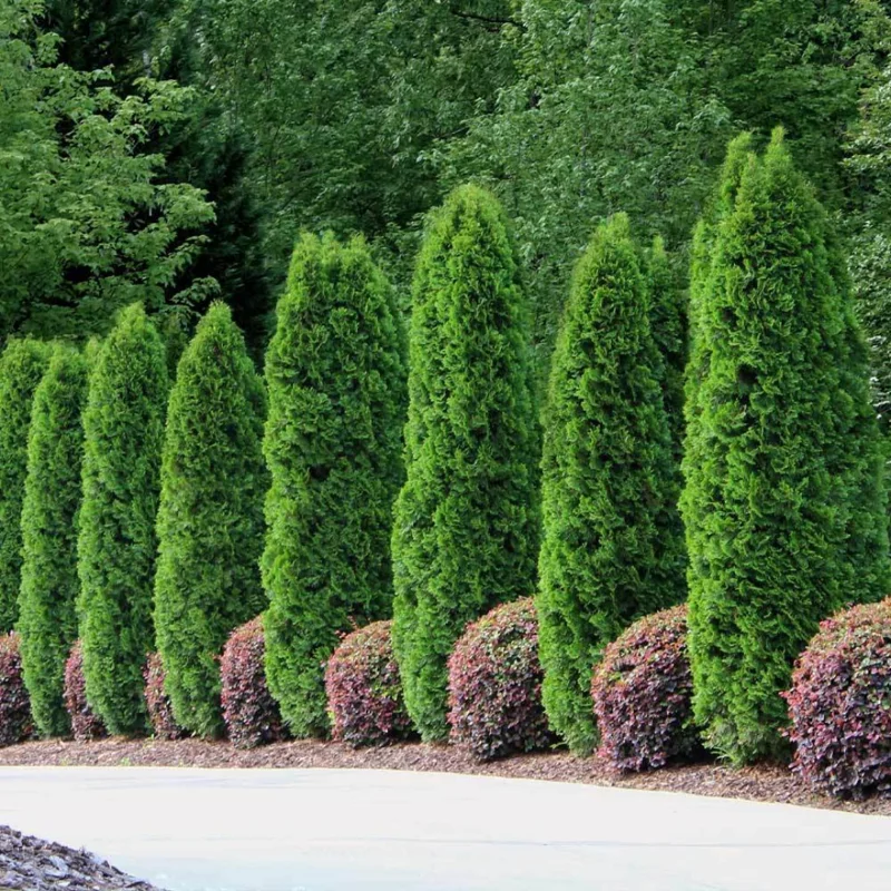 10 Emerald Green Arborvitae Tree Starter Plant Thuga Privacy Tree Bare Root Landscape Evergreen
