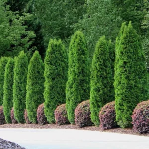 20 Emerald Green Arborvitae Tree Starter Plant Thuga Privacy Tree Bare Root Landscape Evergreen