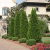 30 Emerald Green Arborvitae Tree Starter Plant Thuga Privacy Tree Bare Root Landscape Evergreen