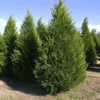 5 Leyland Cypress Tree Cuttings Fresh Privacy Screen Tree Fast Growing Landscaping Hedge Plant