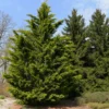 5 Leyland Cypress Tree Cuttings Fresh Privacy Screen Tree Fast Growing Landscaping Hedge Plant