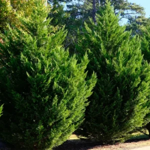5 Leyland Cypress Tree Cuttings Fresh Privacy Screen Tree Fast Growing Landscaping Hedge Plant