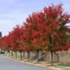 Autumn Blaze Maple 2.5” Pot