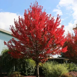 Autumn Blaze Maple 2.5” Pot
