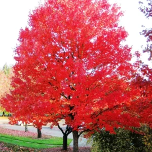 Autumn Blaze Maple Quart Pot