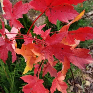 Brandywine Maple 2.5” Pot