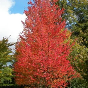 5 Native Red Maple Bareroot Seedlings 1-2 Feet