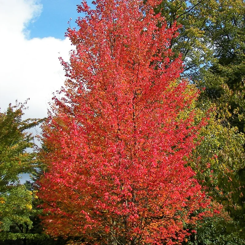 5 Native Red Maple Bareroot Seedlings 1-2 Feet