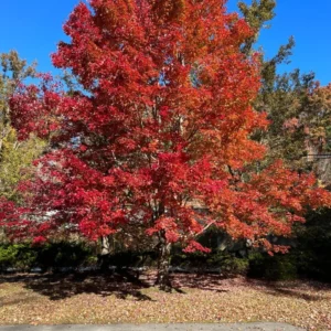 5 Native Red Maple Bareroot Seedlings 1-2 Feet