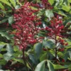 Dwarf Red Buckeye Aesculus Pavi Live Plant 8-12 Inch Tree Shrub, Bare Root, Dormant in Winter
