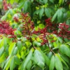 Dwarf Red Buckeye Tree 8-12 Inc Tree, Bare Root, Dormant in Winter