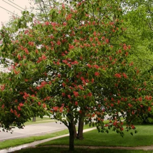 Dwarf Red Buckeye Tree 8-12 Inc Tree, Bare Root, Dormant in Winter
