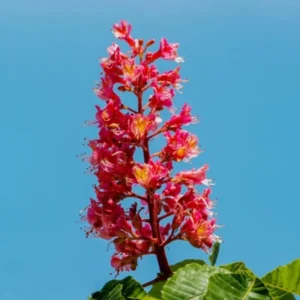Red Horsechestnut Br 12 Inches Tree, Bare Root, Dormant in Winter