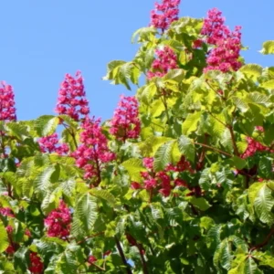 Red Horsechestnut Br 12 Inches Tree, Bare Root, Dormant in Winter