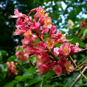 Red Horsechestnut Br (Aesculus X Carnea), , Bare Root, Dormant in Winter, 1-2 Feet Tall