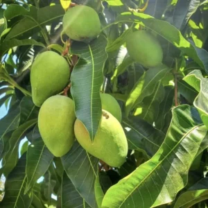 Grafted Sweet Tart Mango, 3 Gallon Pot