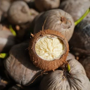 Sprouted Coconut Fruit 2 Per OrderWildflower