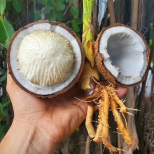 Sprouted Coconut Fruit 2 Per OrderWildflower