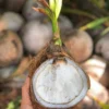 Sprouted Coconut Fruit 2 Per OrderWildflower