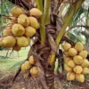 Very Rare Costa Rican Certified Dwarf Yellow Malayan Coconut Freshly Sprouted