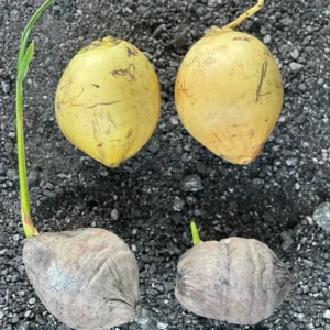 Very Rare Costa Rican Certified Dwarf Yellow Malayan Coconut Freshly Sprouted