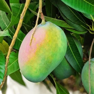 Grafted Kent Mango, 3 Gallon Pot