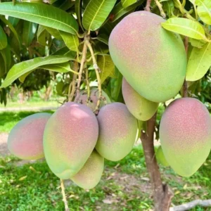 Grafted Kent Mango, 3 Gallon Pot