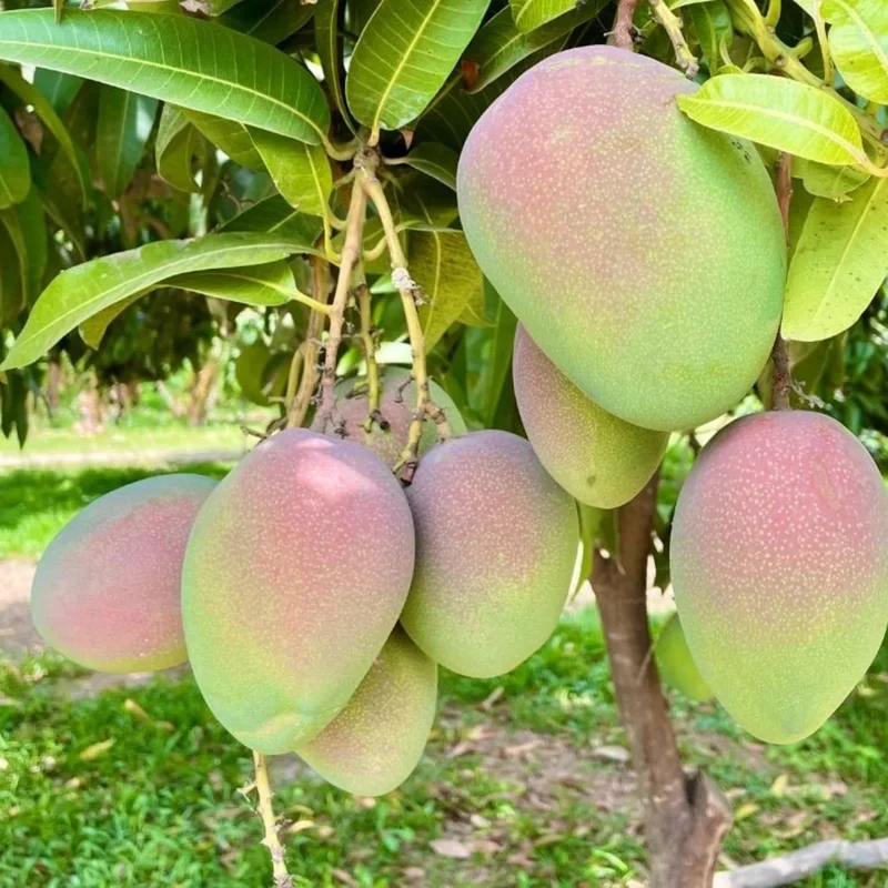 Grafted Kent Mango, 3 Gallon Pot