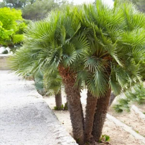 Mediterranean Fan European Palm Tree, Chamaerops Humilis Oversized 1 Gallon Pot