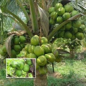 Rare Dwarf Green Malayan Coconuts Seeds (Bogo)