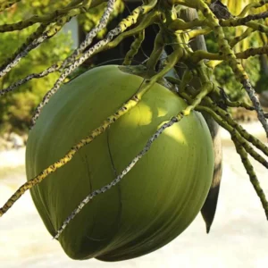 Rare Dwarf Green Malayan Coconuts Seeds (Bogo)