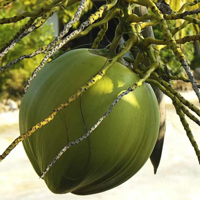 Rare Dwarf Green Malayan Coconuts Seeds (Bogo)