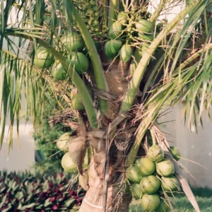 Rare Dwarf Green Malayan Coconuts Seeds (Bogo)