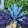 1 Live Fully Rooted Blue Agave Cactus Plant, Agave Americana, Century Plant, Blue Agave, Large 20-24" Tall, 3 Gallon Pot