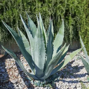 1 Live Fully Rooted Blue Agave Cactus Plant, Agave Americana, Century Plant, Blue Agave, Large 20-24