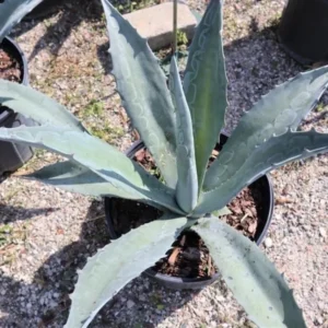 1 Live Fully Rooted Blue Agave Cactus Plant, Agave Americana, Century Plant, Blue Agave, Large 20-24