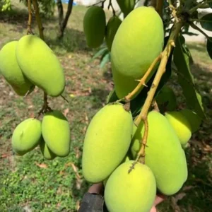 Grafted Lemon Meringue Mango, 3 Gallon Pot