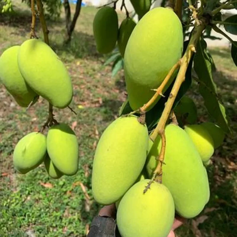 Grafted Lemon Meringue Mango, 3 Gallon Pot