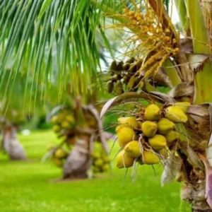 Very Rare Costa Rican Certified Dwarf Yellow Malayan Coconut Seeds