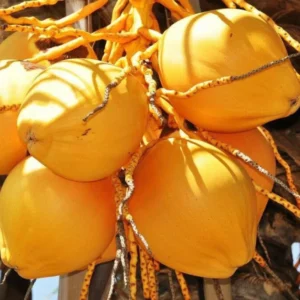Very Rare Costa Rican Certified Dwarf Yellow Malayan Coconut Seeds