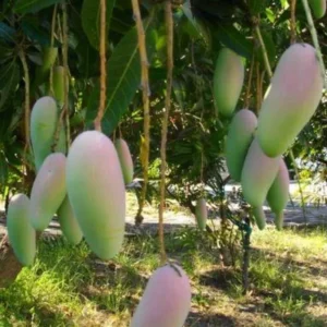 Grafted Maha Chanook Mango, 3 Gallon Pot