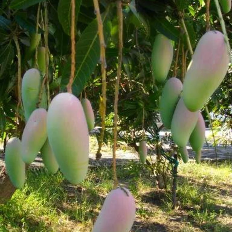 Grafted Maha Chanook Mango, 3 Gallon Pot