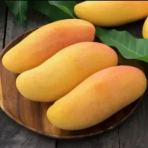 Grafted Maha Chanook Mango, 3 Gallon Pot