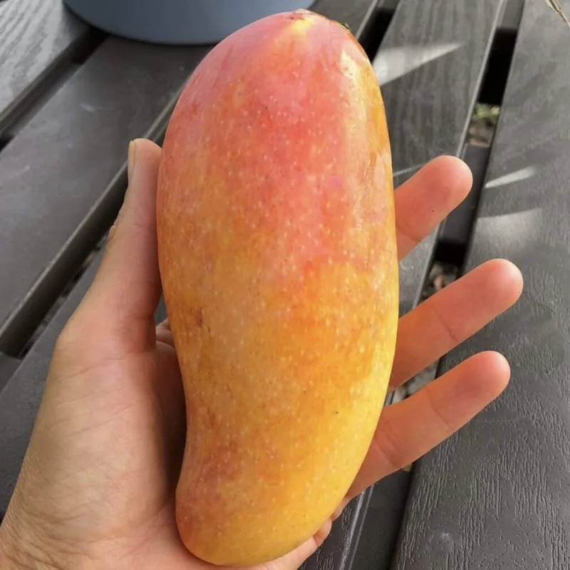 Grafted Maha Chanook Mango, 3 Gallon Pot