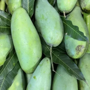 Grafted Mun Kun Si Mango, 3 Gallon Pot