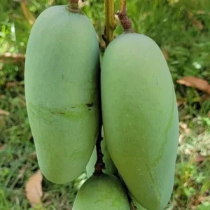 Grafted Mun Kun Si Mango, 3 Gallon Pot