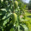 Grafted Mun Kun Si Mango, 3 Gallon Pot